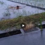 【Vine動画】水を張った田んぼで童顔スリムイケメンくんが平泳ぎしてみるが一ミリも前進してないｗ