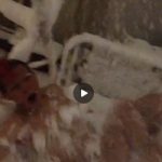 【Vine動画】パンク系スリム筋肉イケメンがフルチンで雪面ダイブするが余りの寒さに巨根萎えｗ